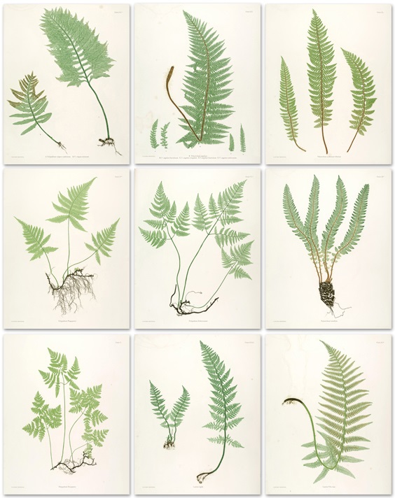 {Déco} Des posters green à imprimer!